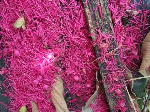 Pink flower background Stock Photos