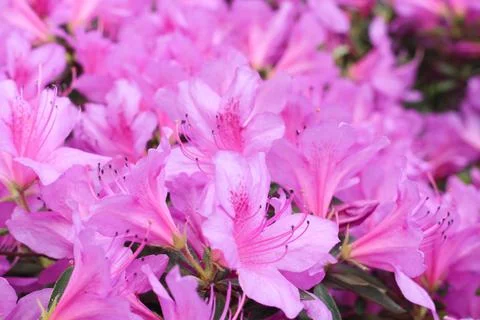 Pink flower background Stock-Fotos
