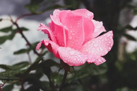Pink flower background Stock-Fotos