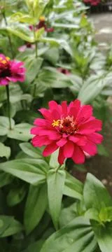 Pink Flower Background Stock Photos