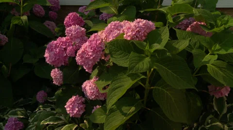 Pink Flower balls in the breeze Stock Footage 35488247
