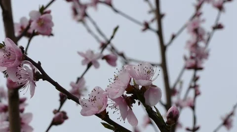 Pink Flower With Bee In The Background Stock Footage 48958755