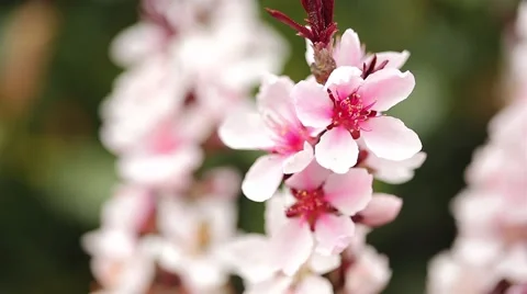 Pink Flower With Bee Stock Footage 50618776