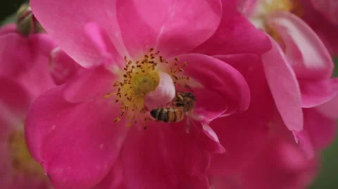 Pink Flower With Bee Stock Footage 60990212