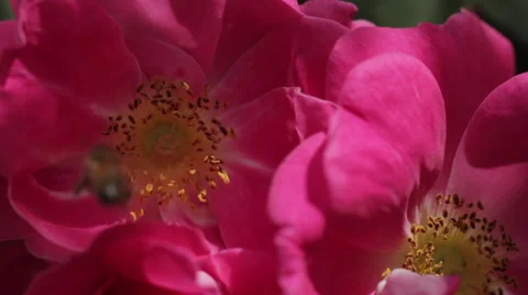 Pink Flower With Bee Stock Footage 60990372