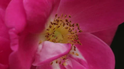 Pink Flower With Bee Stock Footage 60990449