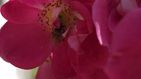 Pink Flower With Bee Stock Footage 60990539