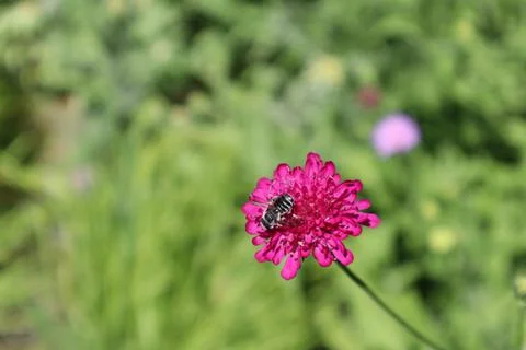 Pink Flower with Bee Foto stock