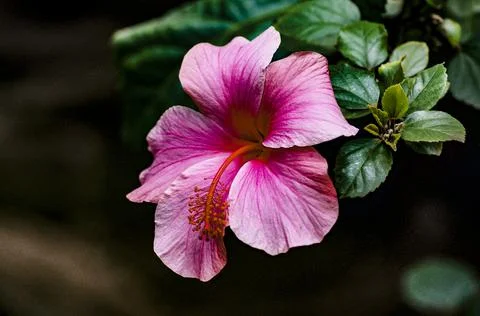 Pink Flower In Bloom 1 Stock Photos