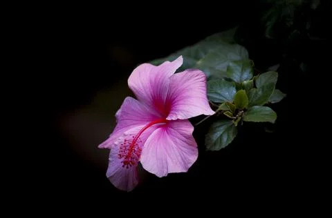 Pink Flower In Bloom 3 Stock Photos