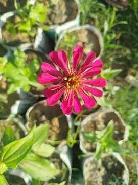 Pink Flower in Bloom Above Garden Seedlings Stock Photos