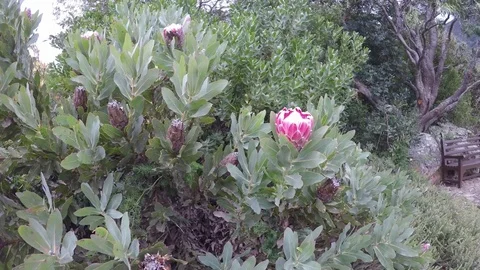 Pink flower in bloom in a botanical garden Stock Footage