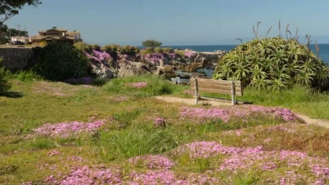 Pink flower bloom Stock Footage 142174410
