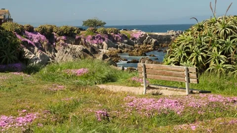 Pink flower bloom Stock Footage 142174431