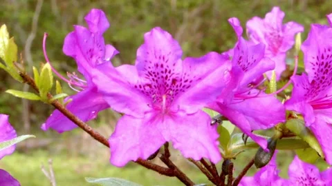 Pink Flower in Bloom Stock Footage 190188827