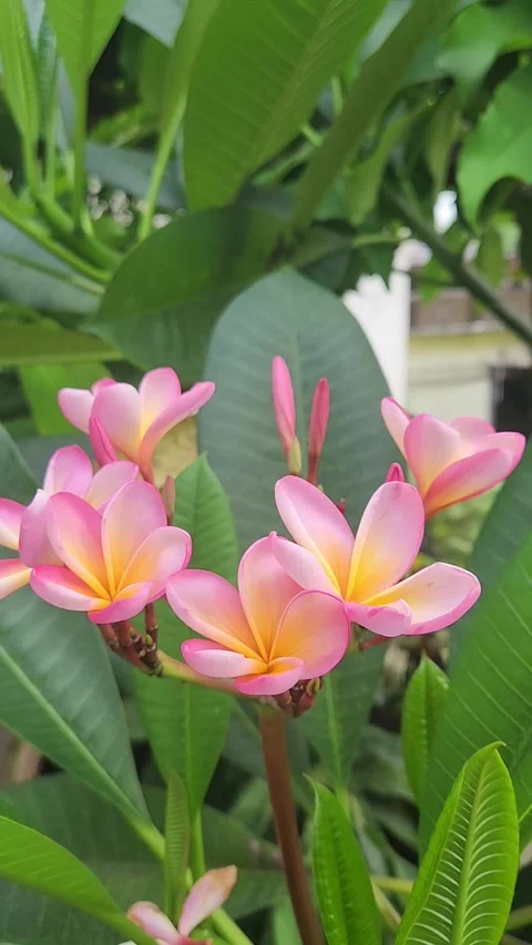 Pink flower bloom in parks Stockbeeldmateriaal 291981305