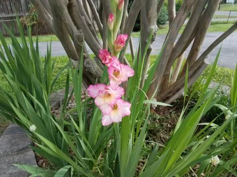 Pink flower in bloom Stock Photos