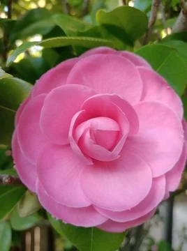 Pink flower in bloom Stock Photos