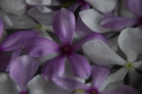 Pink flower bloom for spa Stock Photos
