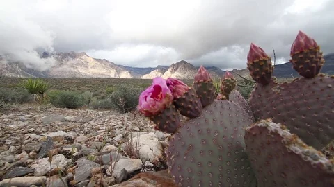 Pink flower blooming on desert cactus at Red Rock Canyon Las Vegas Nevada Stock Footage