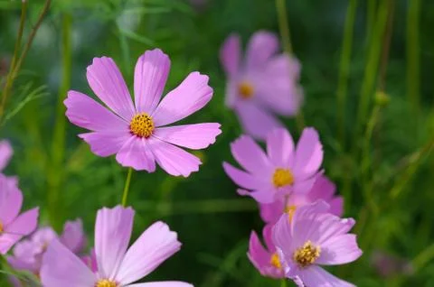 Pink flower blooming in garden Stock Photos