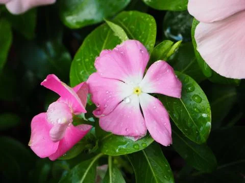 Pink flower blooming outdoors Stock Photos
