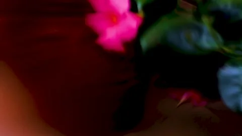 Pink Flower Blossom with Blur Effect and Motion Blur Stock Footage 240299176