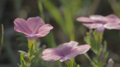 Pink flower blowing in light wind Stock-Footage 43863321