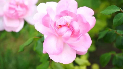 Pink flower blowing in the wind Stock Footage 118083302