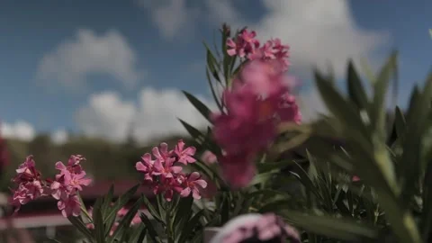 Pink flower blowing in the wind Stock Footage 260578337