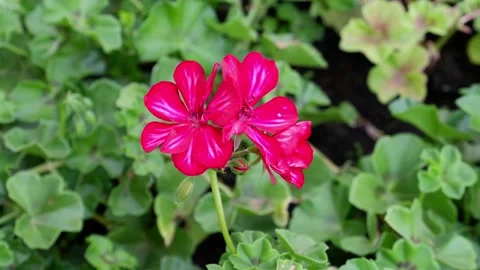 Pink flower on a blurred background. Stock Footage 158016725