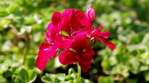 Pink flower on a blurred background Stock Footage 158103705