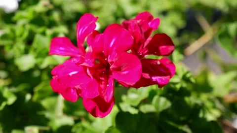Pink flower on a blurred background. Stock Footage 159663203