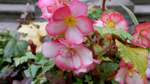 Pink flower on a blurred background. Stock Footage 165225466