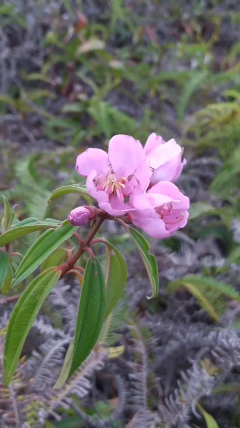 Pink flower with blurred background Stock Footage 336045689