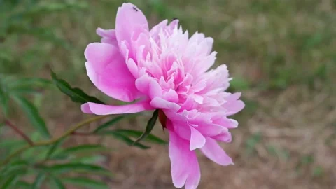Pink flower on a blurred background is moving. Stock Footage 156341755