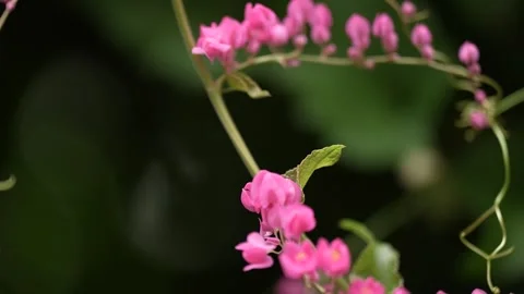 Pink flower with a blurry background Stock Footage 263697939