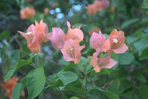 Pink flower Bougainvillea  Stock Photos