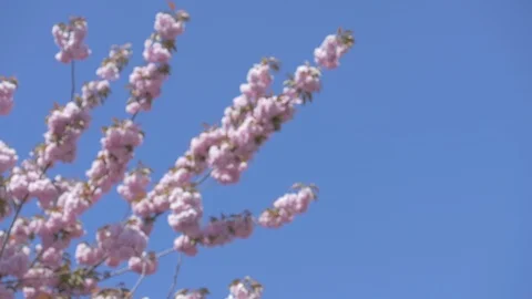 Pink flower branches in the park Stock Footage 114498352