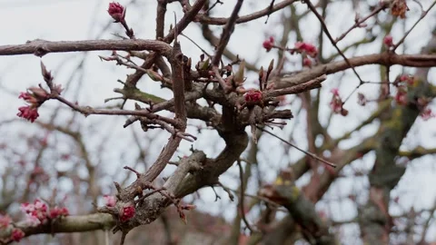 Pink Flower Buds in Early Spring Stock Footage 304132873