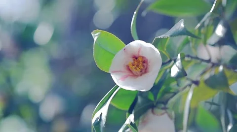 Pink Flower Buds Stock Footage 51892507