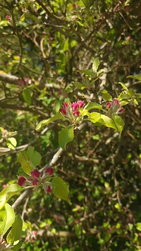 Pink Flower Buds Growing on Sunlit Tree Branches Stock Footage 345651250