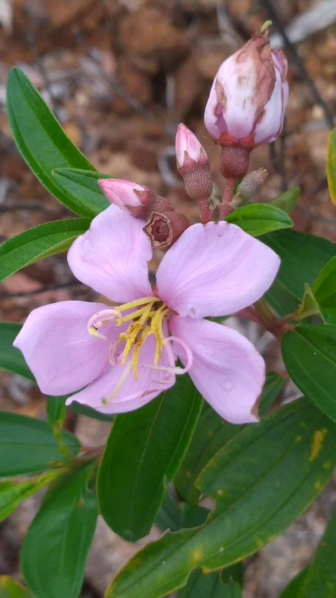 Pink flower with buds nature Stock Footage 336045639