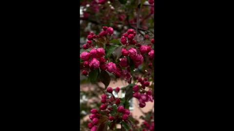 Pink Flower Buds with Raindrops Stock Footage 310327359