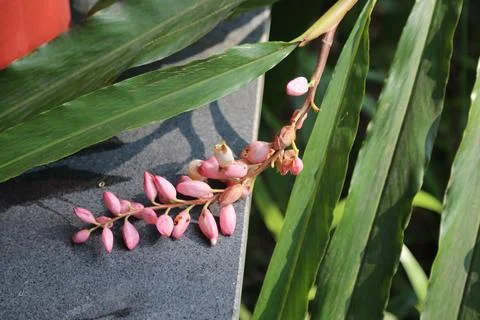 Pink flower buds on the stem of a shell ginger, resting against concrete in.. Stock Photos