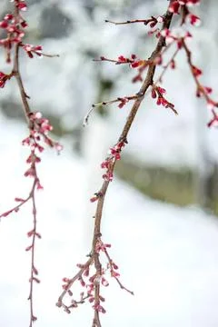 Pink flower buds on a tree branch in winter snow scene Stock Photos