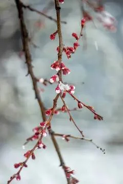 Pink flower buds on tree branch in winter scene Stock Photos