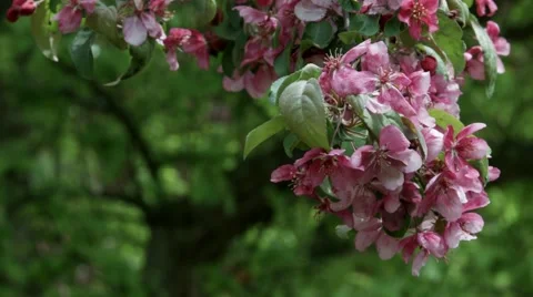 Pink Flower Bunch Stock Footage 46227598