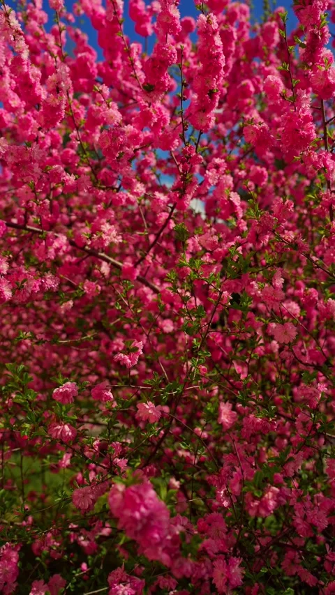 Pink Flower Bush in Bloom Stock Footage 280533136