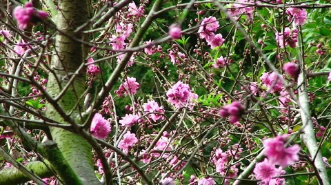 Pink Flower Bush Stock Footage 623783